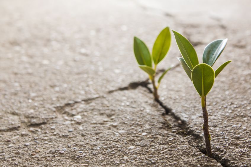 18648101 - weed growing through crack in pavement
