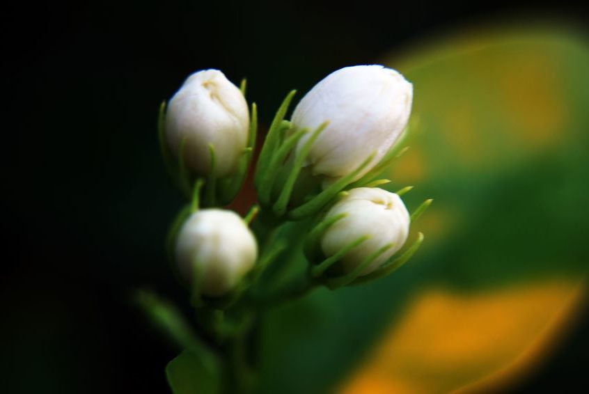 5162853 - jasmine flower buds, melur flower buds